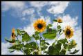 CRW_8525 Sunflowers and Sky